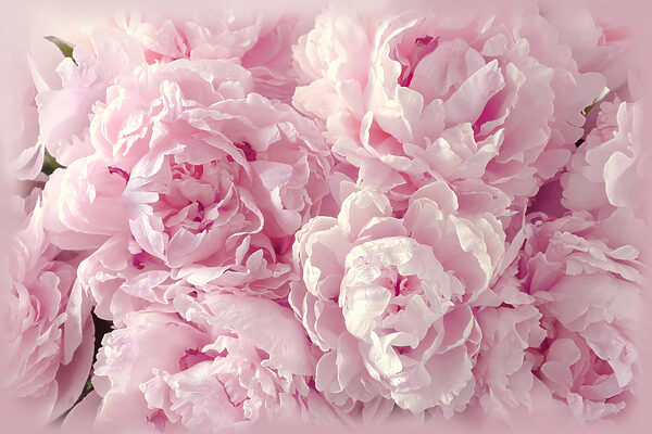 Een groep roze bloemen s35248p 600x400 - Een groep roze bloemen