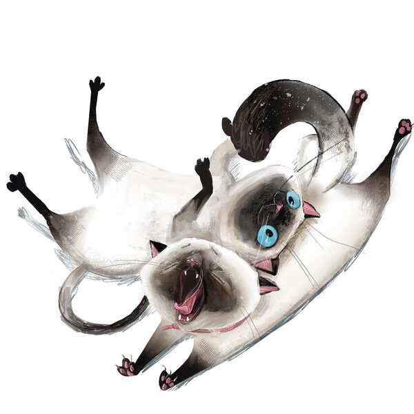 Een kat die op zijn rug ligt Een kat die op zijn rug ligt