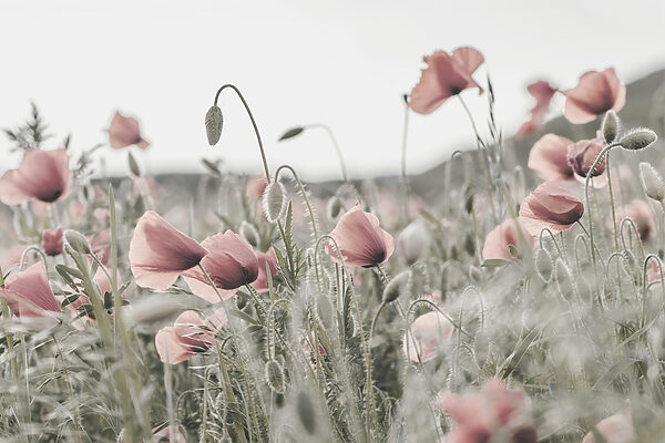 Een veld vol roze bloemen Een veld vol roze bloemen