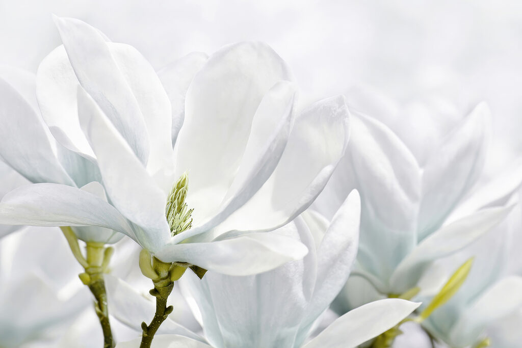 Close up of white flowers Close up of white flowers
