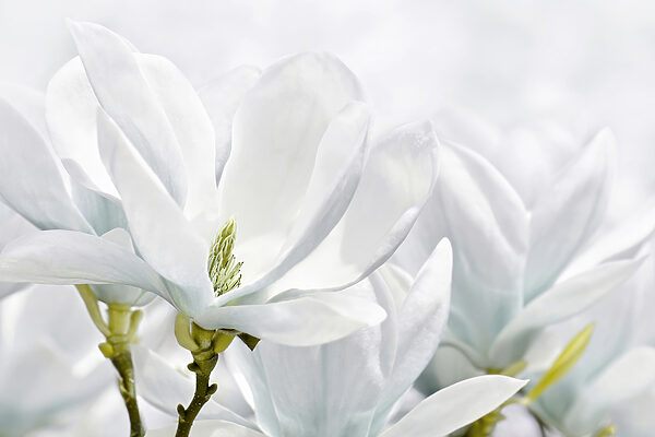 Close-up van witte bloemen Close-up van witte bloemen
