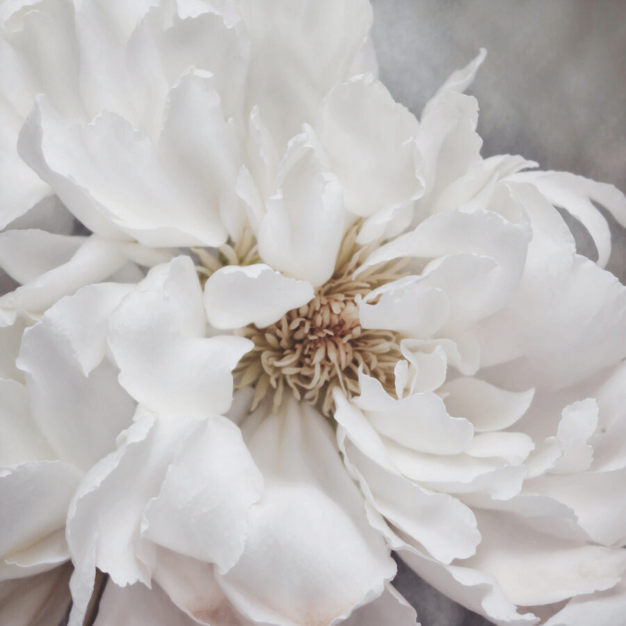 Een close-up van een witte bloem