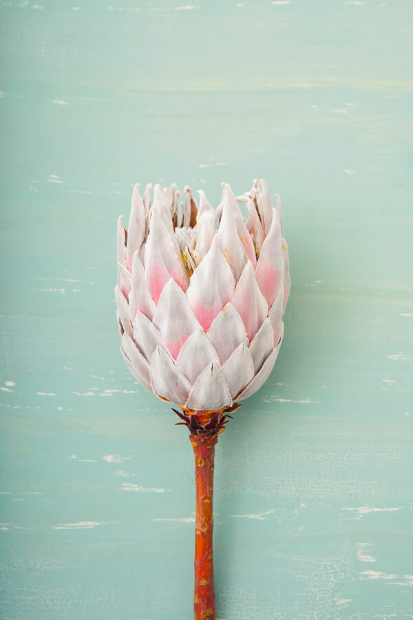 Een bloem op een stok Een bloem op een stok