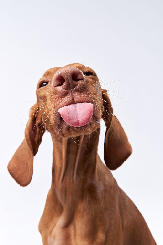 Een hond die zijn tong uitsteekt s37751p 683x1024 - Een hond die zijn tong uitsteekt