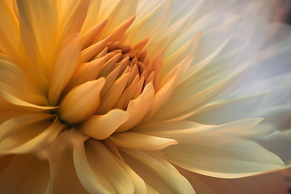 Een close-up van een bloem Een close-up van een bloem