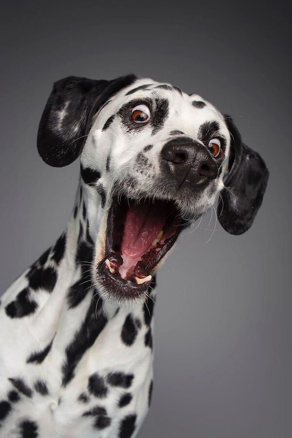 Een hond met zijn bek open Een hond met zijn bek open