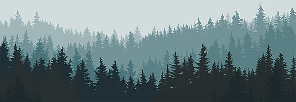 Een woud van bomen in de mist Een woud van bomen in de mist