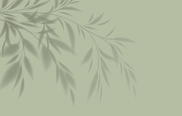 Een schaduw van een plant op een muur Een schaduw van een plant op een muur