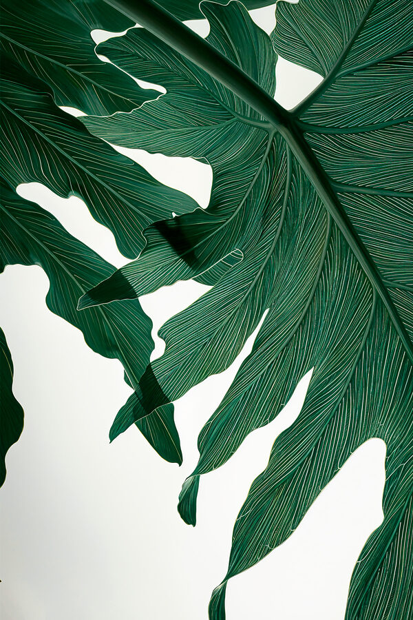 Close-up van een groen blad Close-up van een groen blad