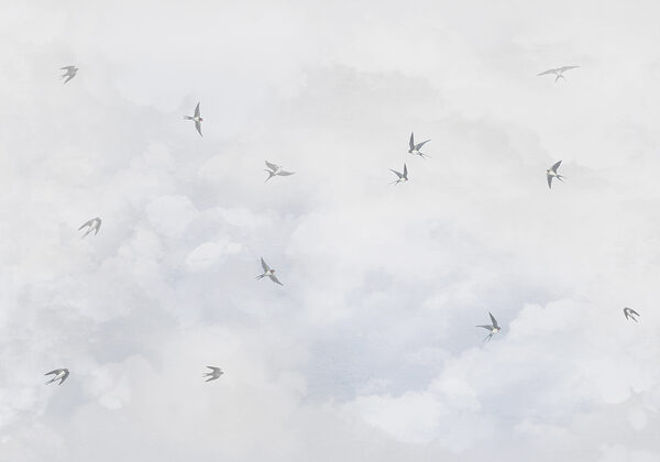 Een groep vogels vliegt in de lucht Een groep vogels vliegt in de lucht