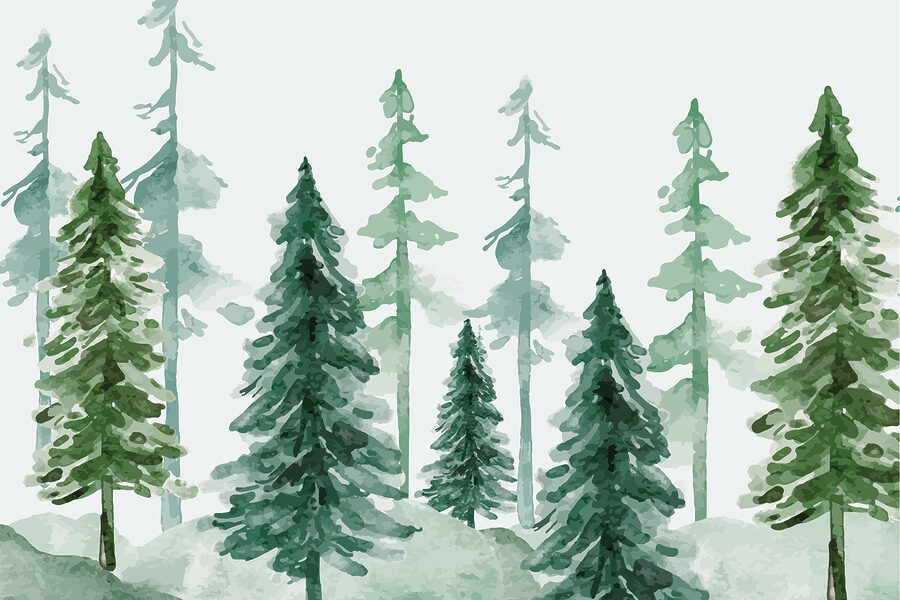 Een groep bomen in een besneeuwd bos