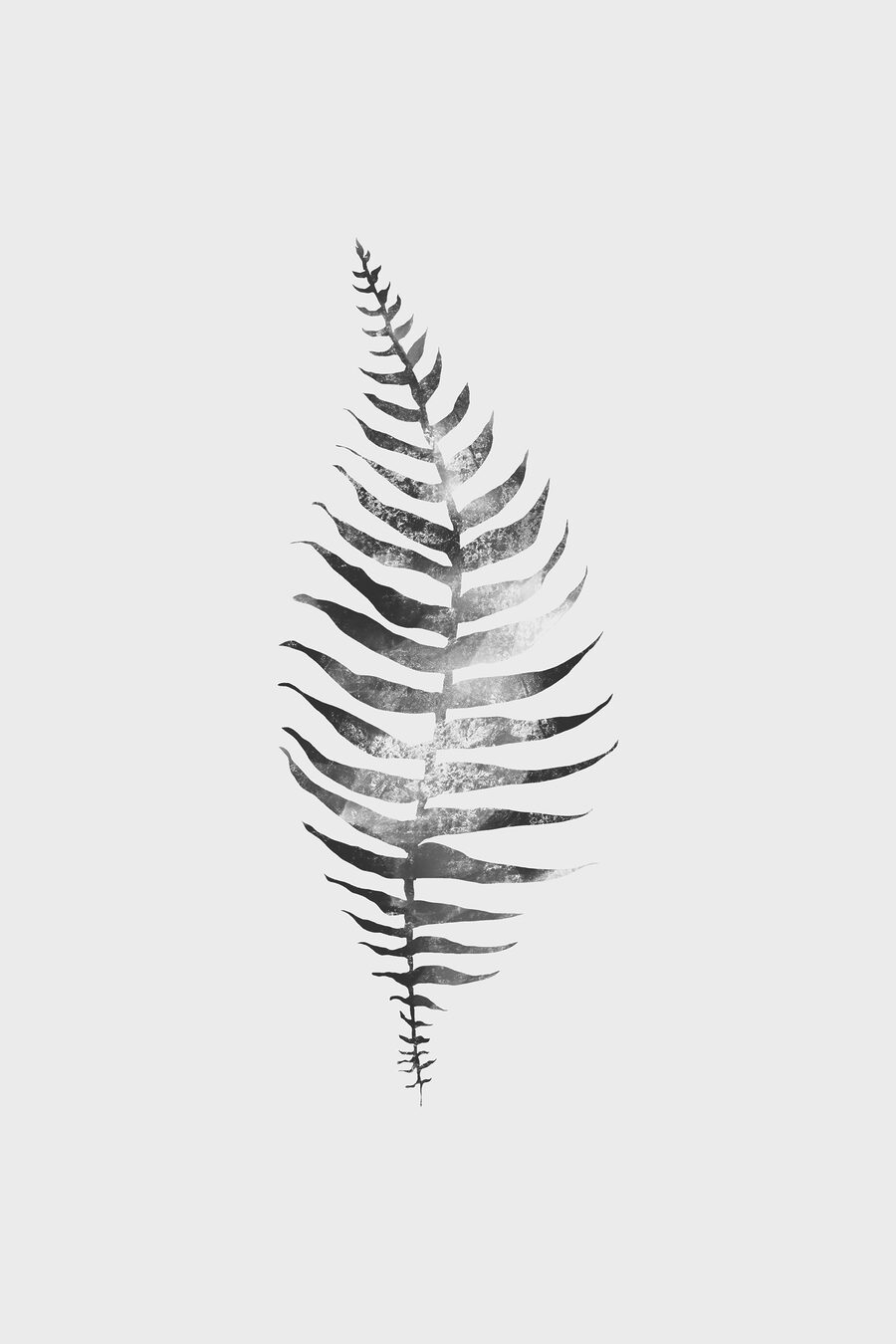 A black and white image of a fern leaf A black and white image of a fern leaf