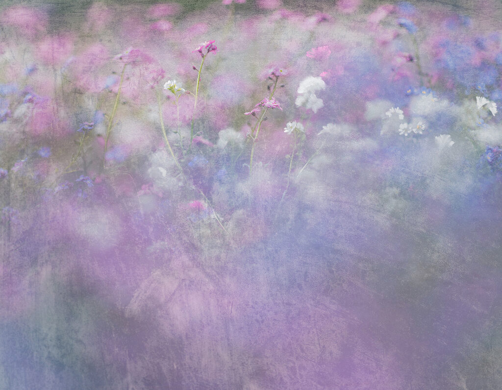 Een bloemenveld met paarse en witte bloemen Een bloemenveld met paarse en witte bloemen