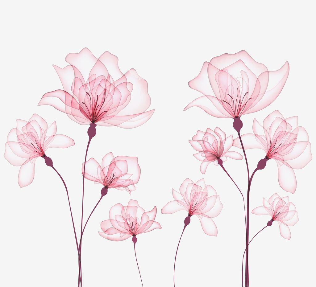 A group of pink flowers