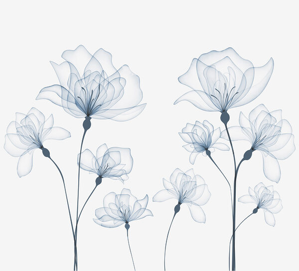 Transparante bloemen op een witte achtergrond Transparante bloemen op een witte achtergrond