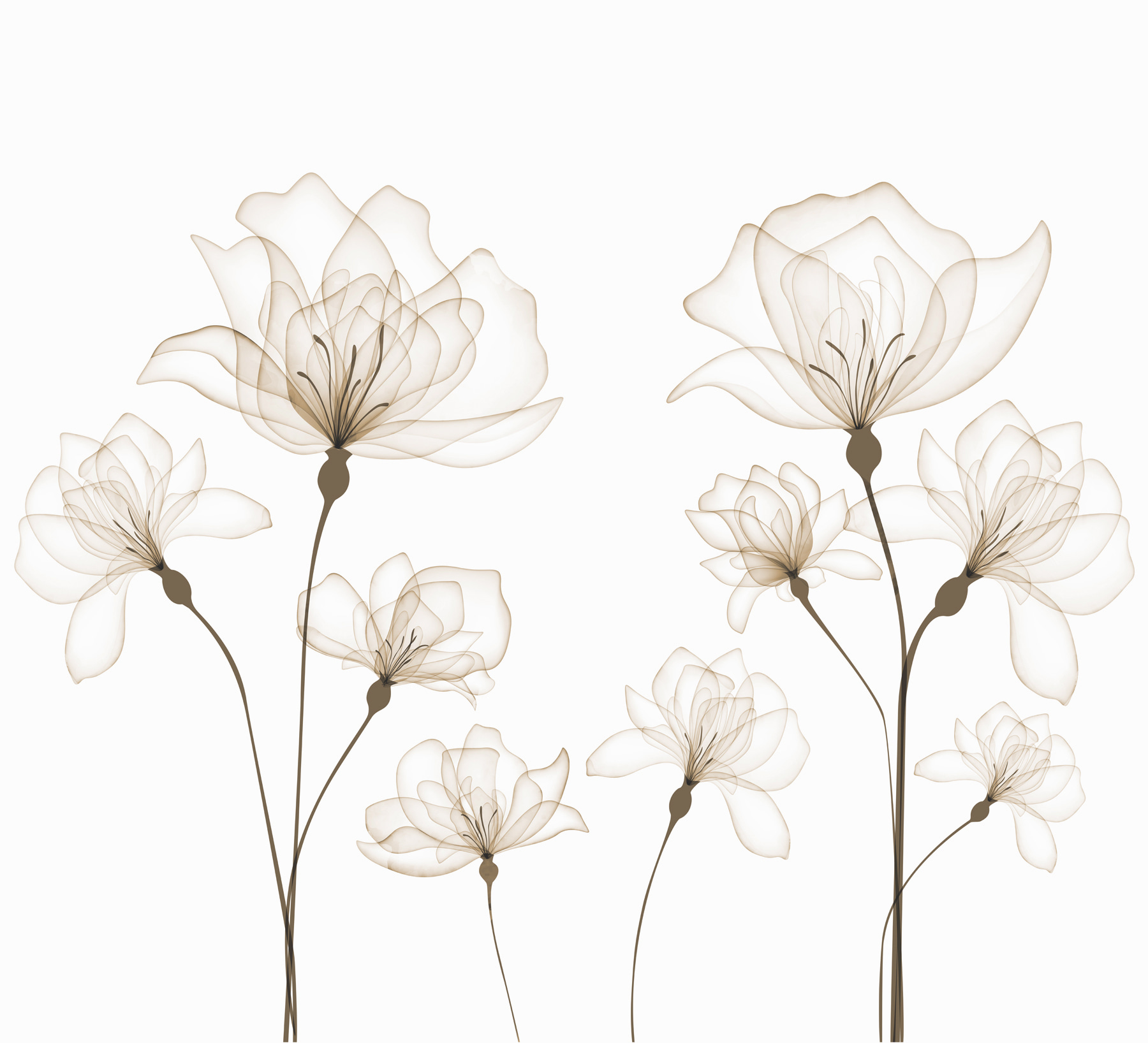 A group of flowers with stems