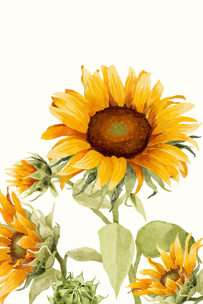 A close up of a sunflower