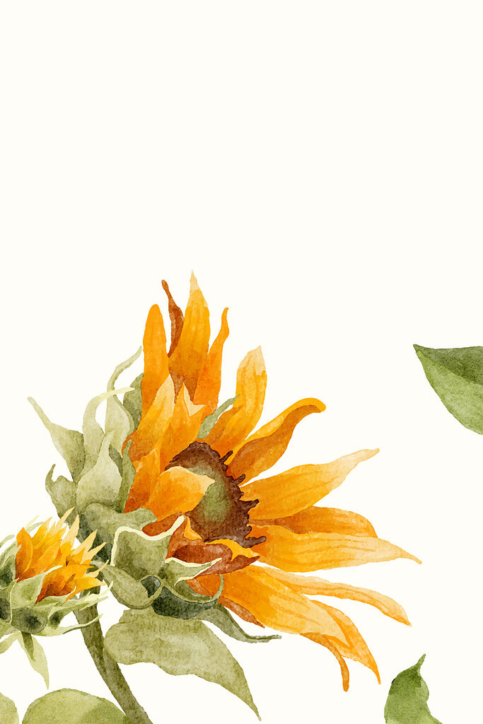 A close up of a sunflower