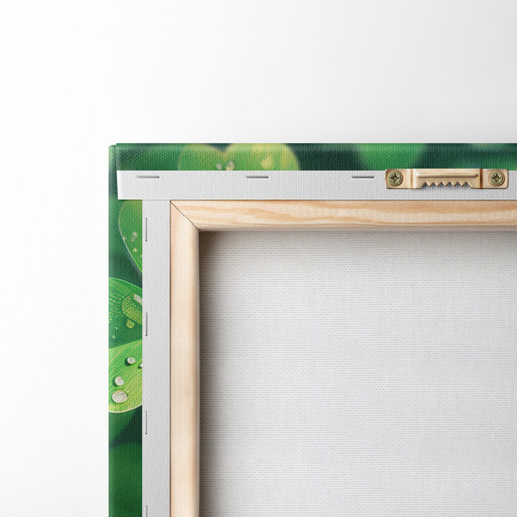 A group of clovers with water droplets A group of clovers with water droplets