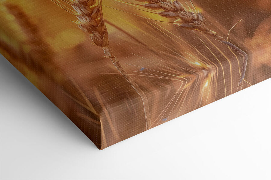 Close-up van tarwe in een veld