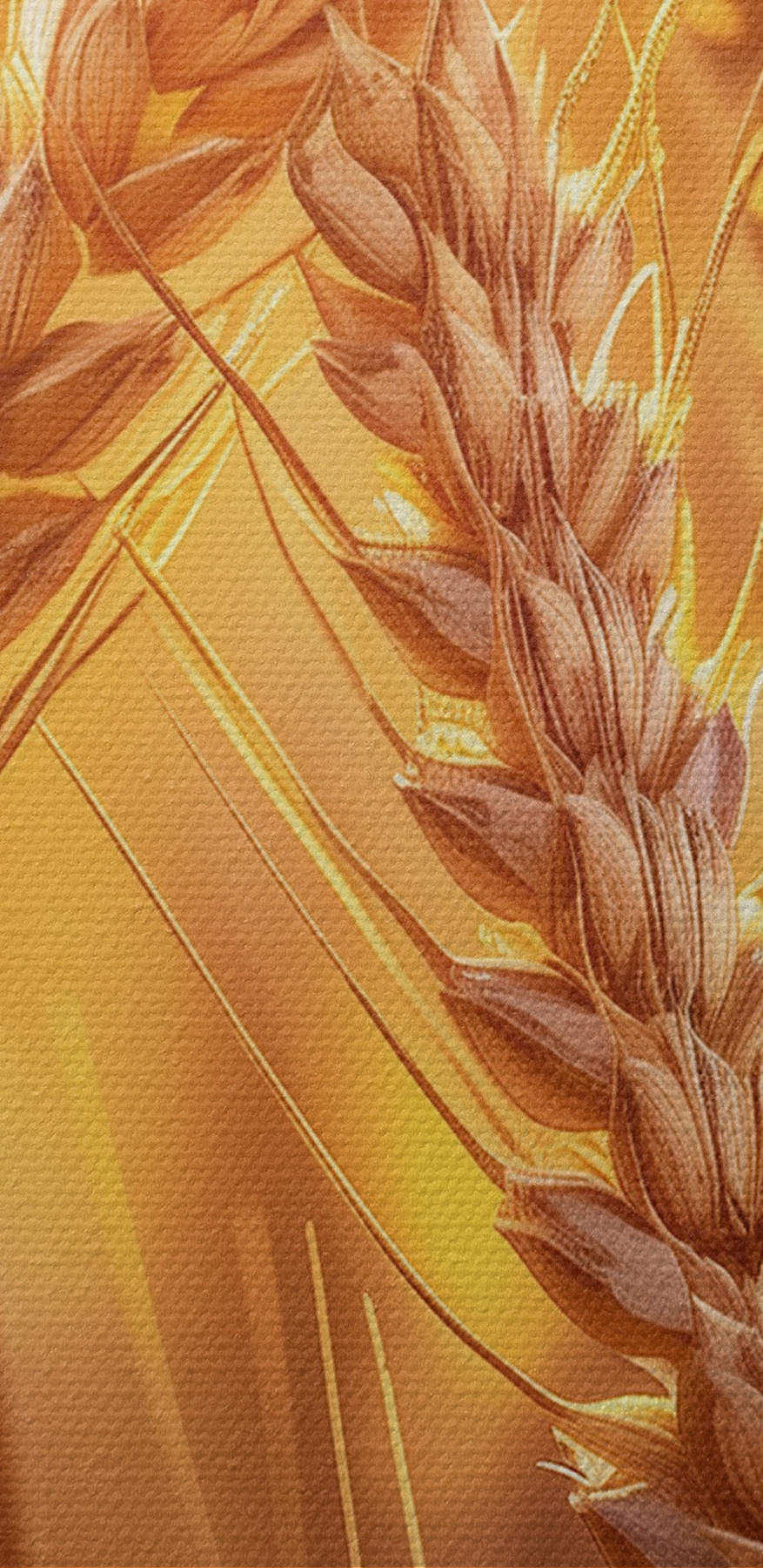 Close-up van tarwe in een veld
