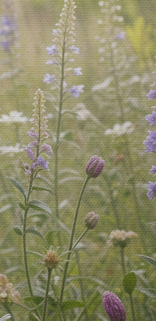Bloemenveld Bloemenveld