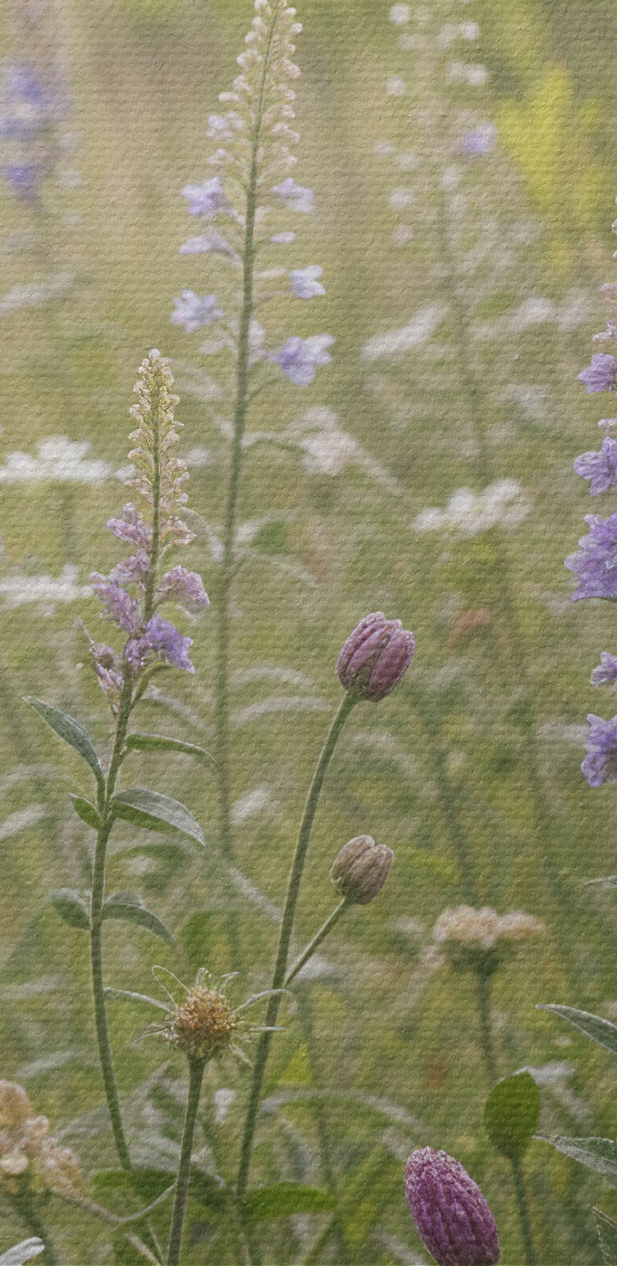 Bloemenveld