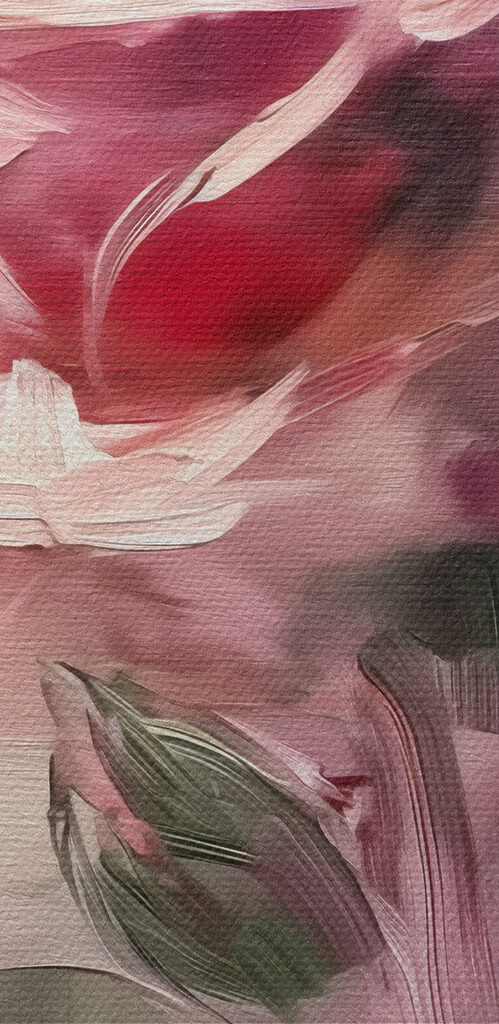 Delicate rose in soft hues Delicate rose in soft hues