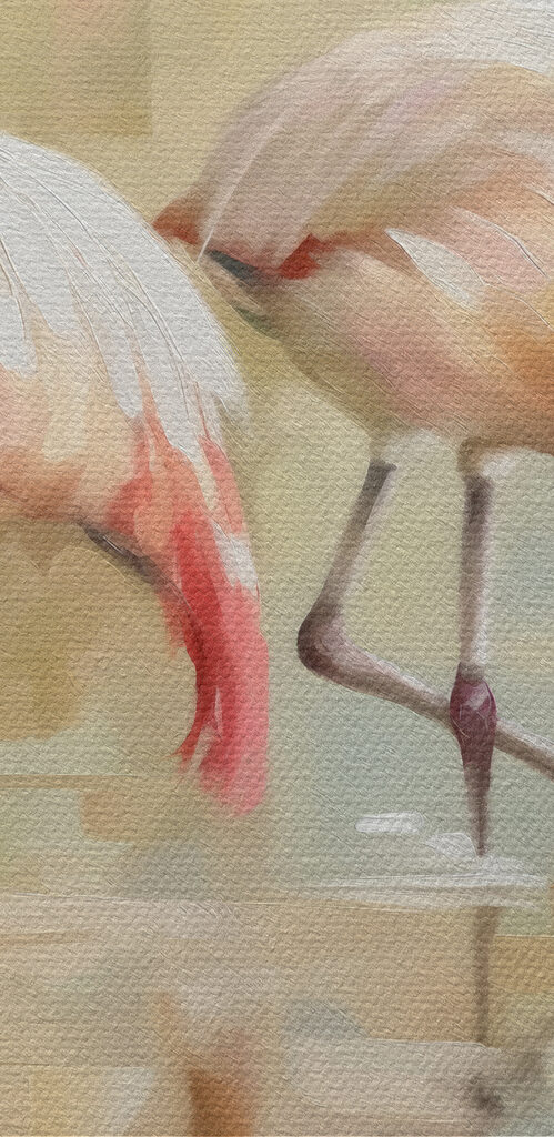 Two flamingos walking on water