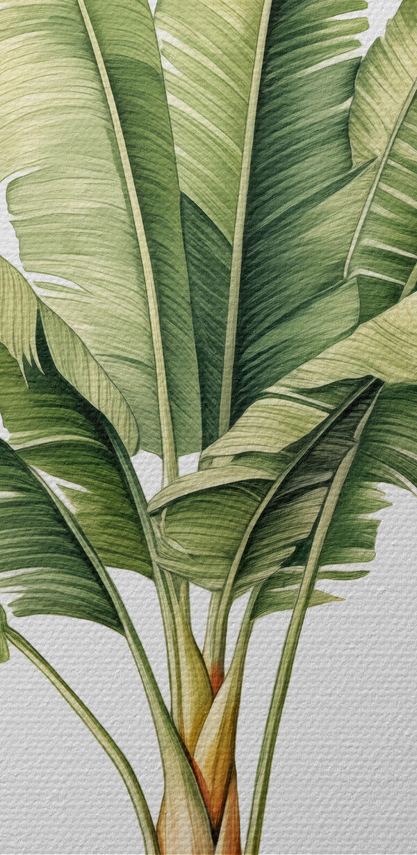 Palmboom met grote bladeren Palmboom met grote bladeren