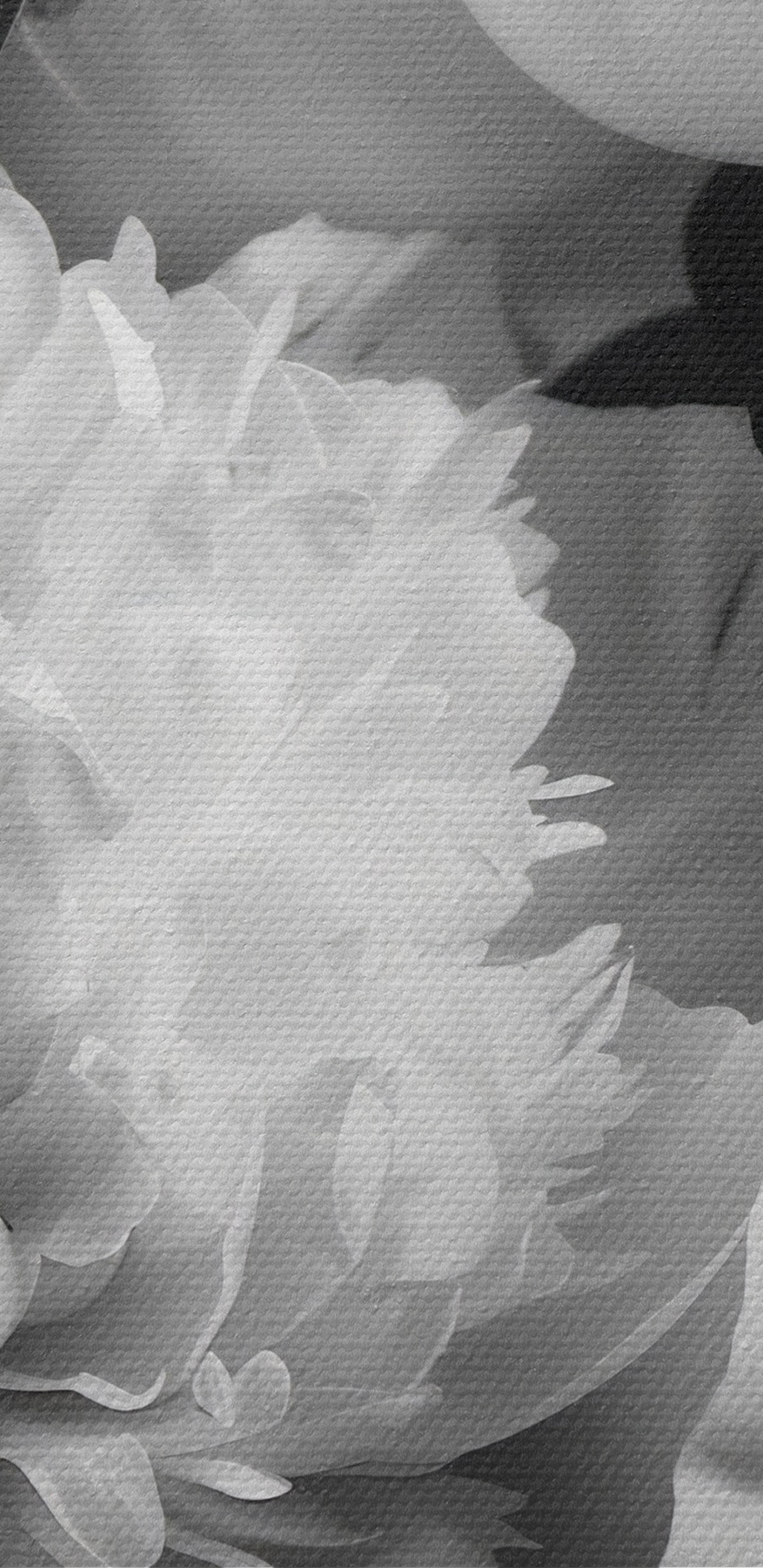 Groep witte bloemen
