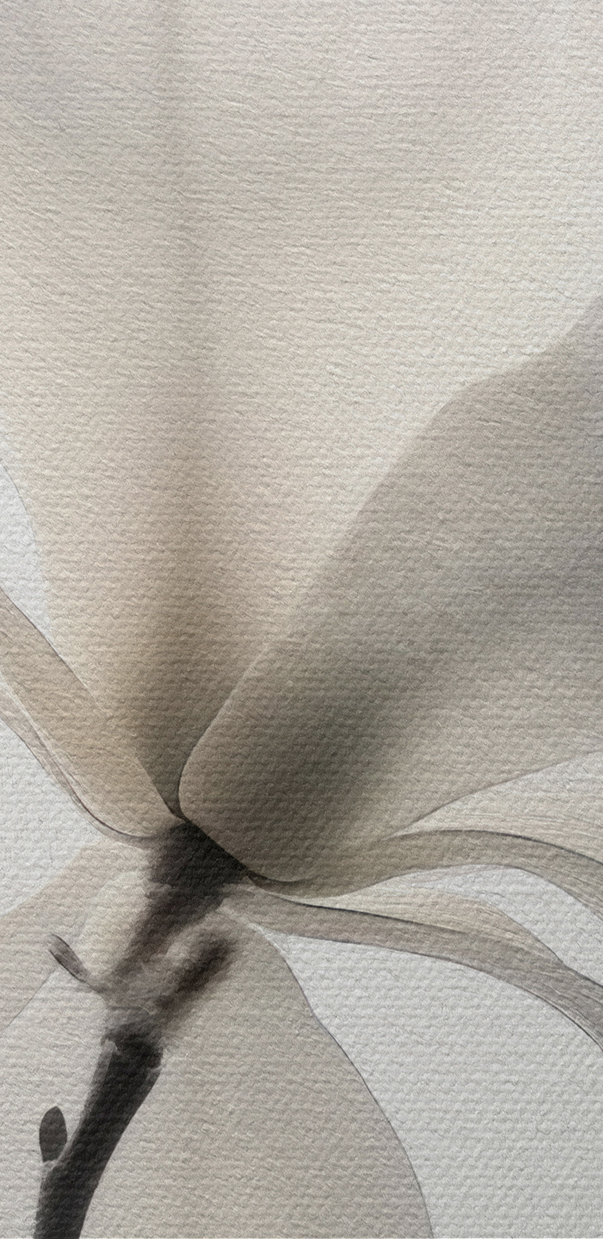 Witte bloem met bladeren