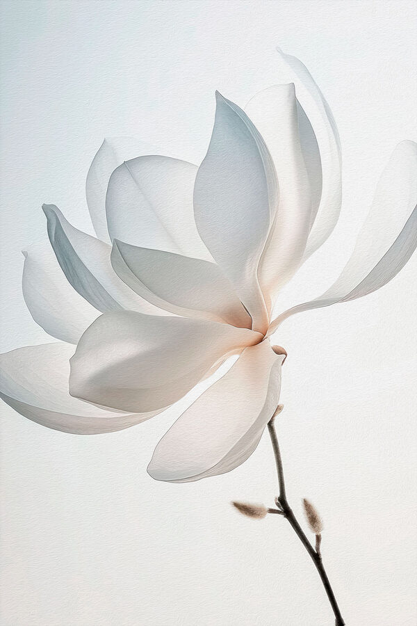 Witte bloem met bloemblaadjes Witte bloem met bloemblaadjes