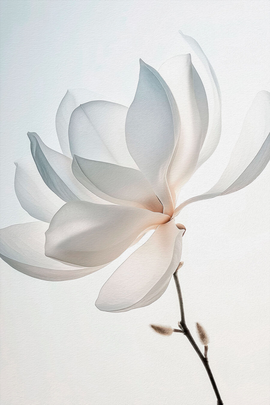Witte bloem met bloemblaadjes