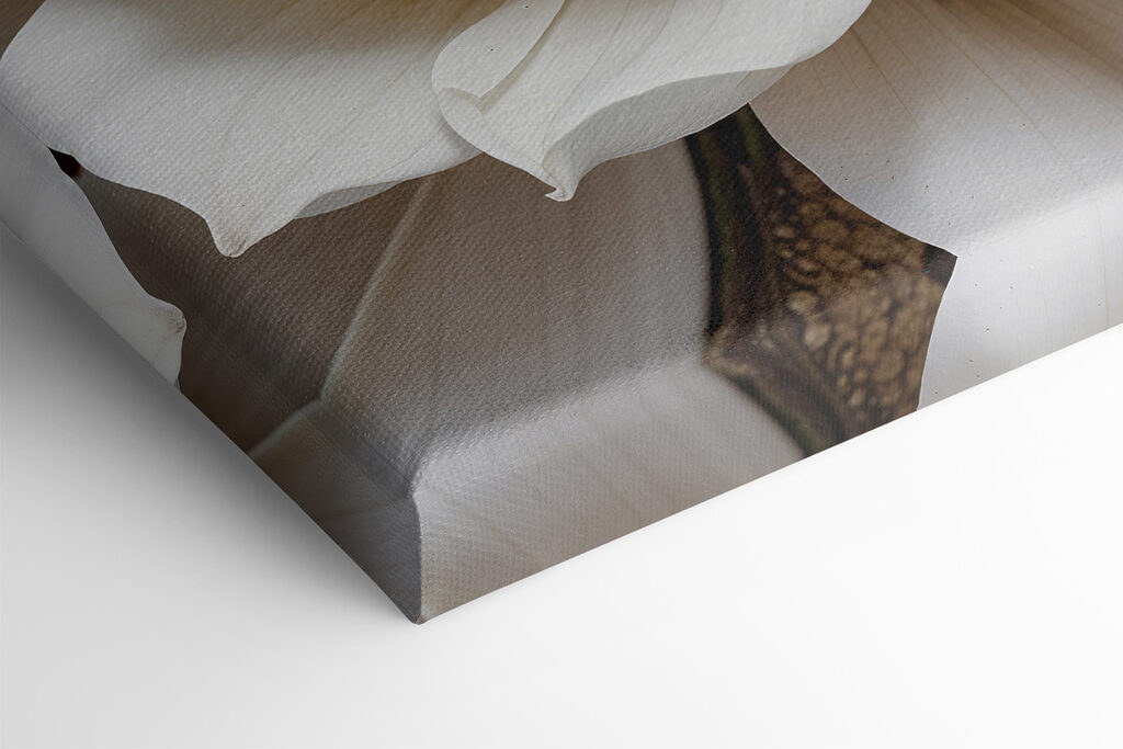 Close up of a white flower