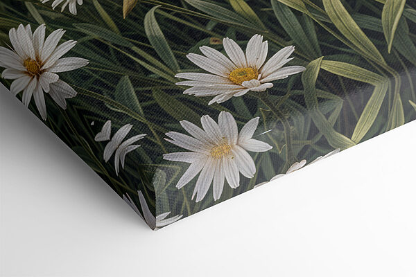 Veld met witte bloemen Veld met witte bloemen