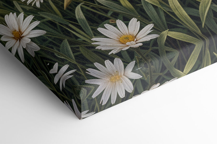 Veld met witte bloemen