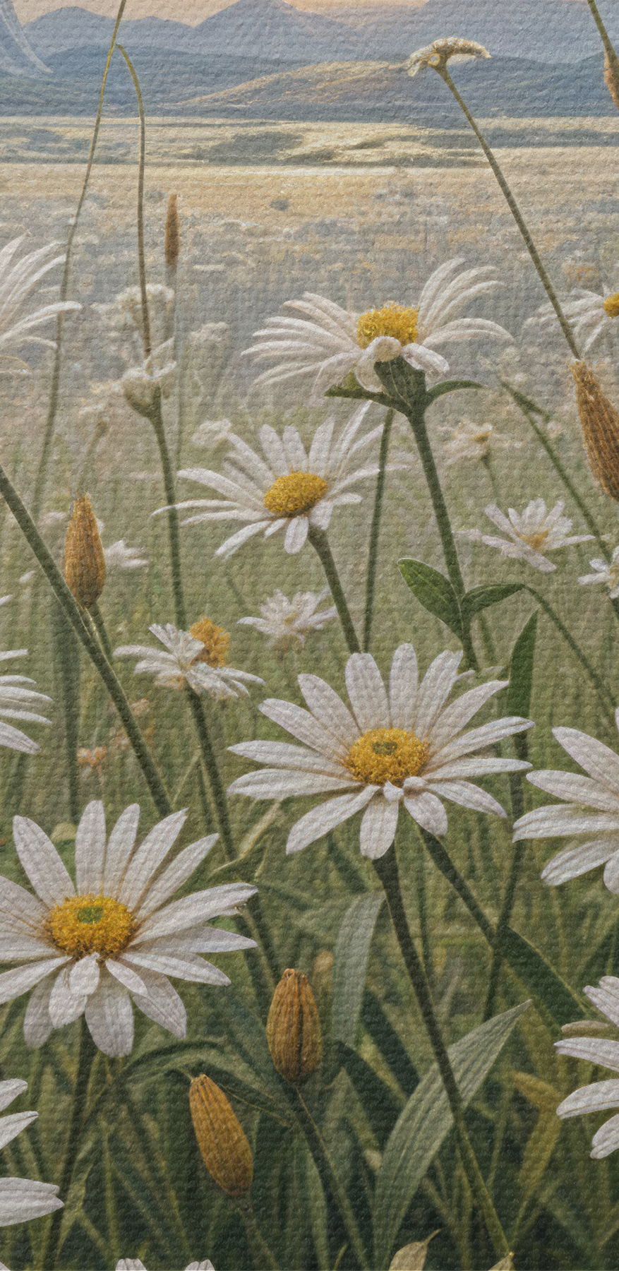 Veld met witte bloemen