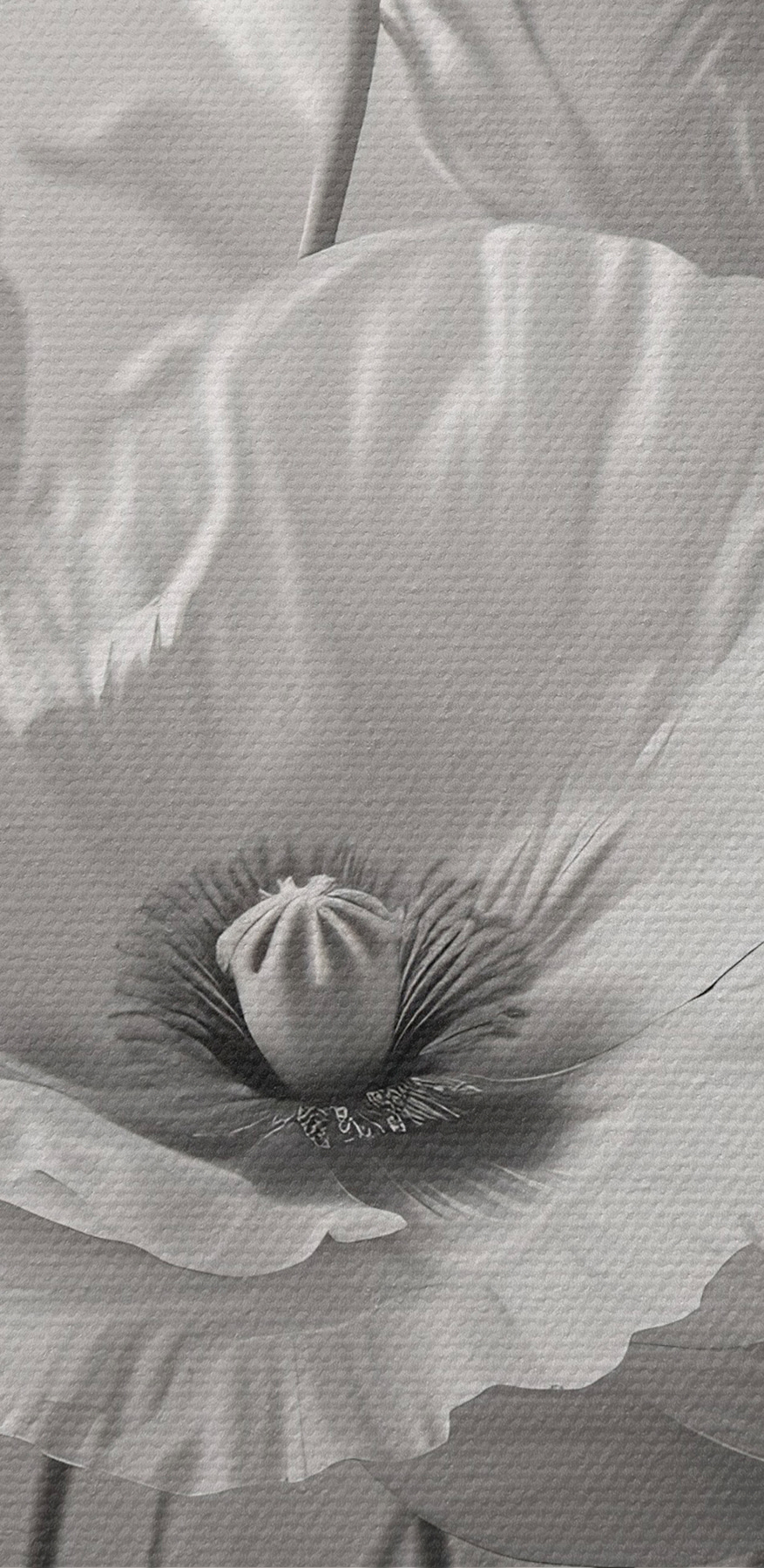 Groep witte bloemen