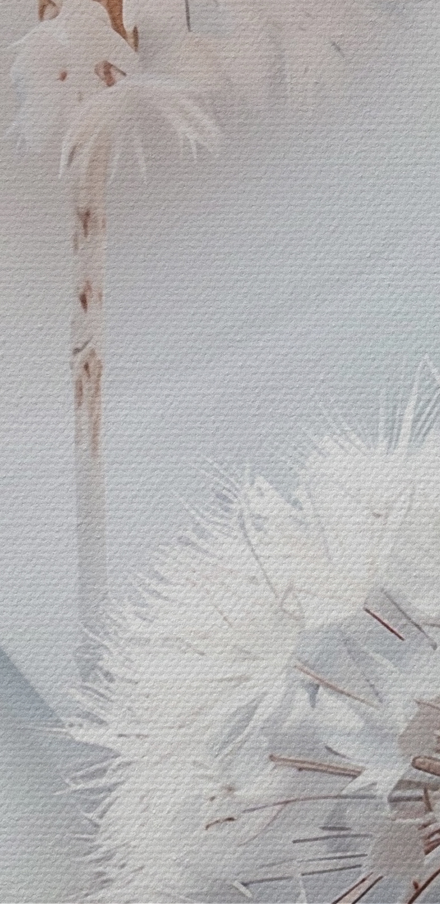 Witte bloem met witte bladeren Witte bloem met witte bladeren