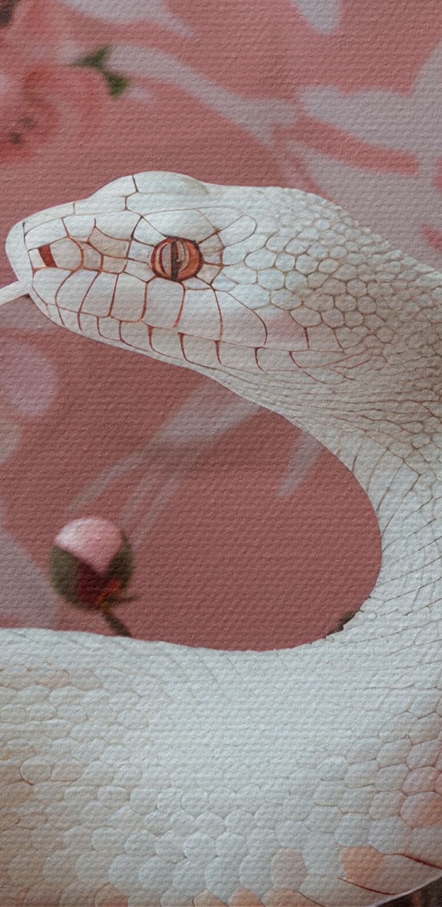 Witte slang met roze bloemen