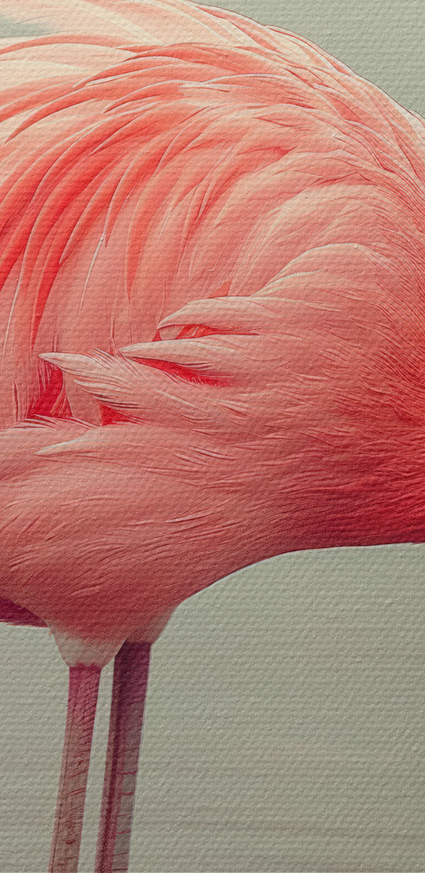 Flamingo staand in water