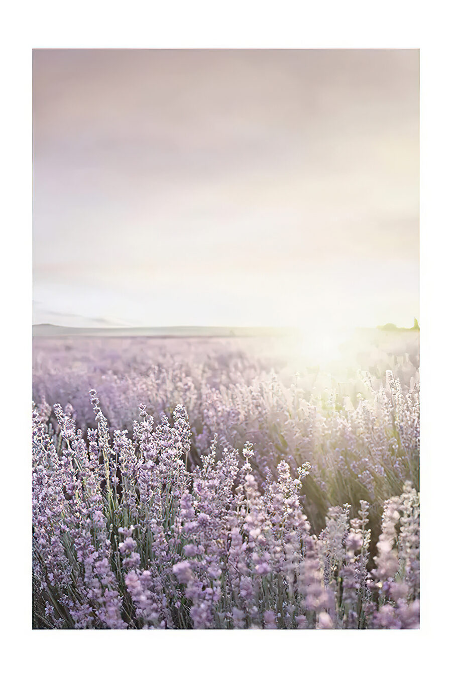 Veld met lavendel waar de zon doorheen schijnt Veld met lavendel waar de zon doorheen schijnt