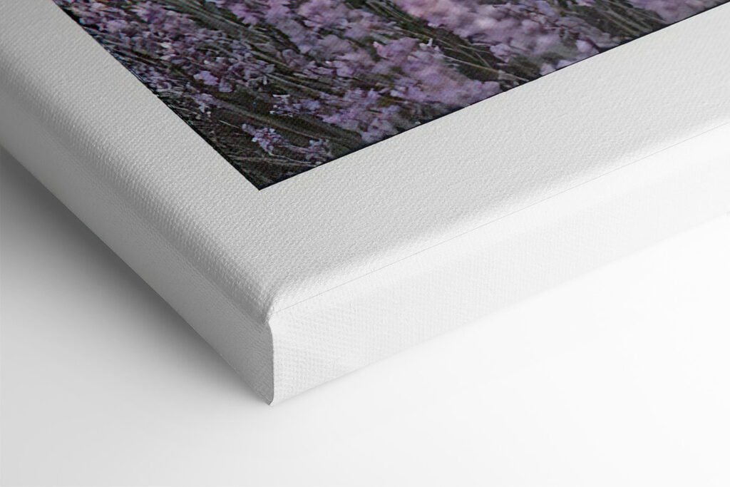 Lavender fields under a soft sunrise Lavender fields under a soft sunrise