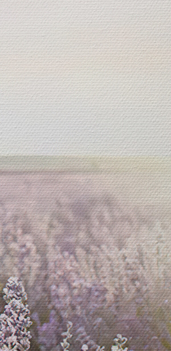 Veld met lavendel waar de zon doorheen schijnt Veld met lavendel waar de zon doorheen schijnt