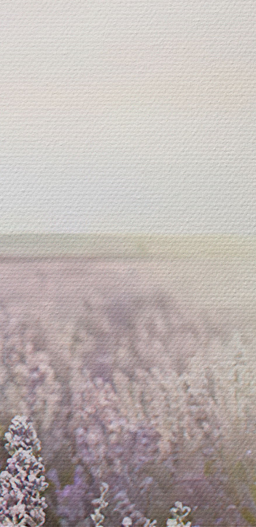 Veld met lavendel waar de zon doorheen schijnt Veld met lavendel waar de zon doorheen schijnt