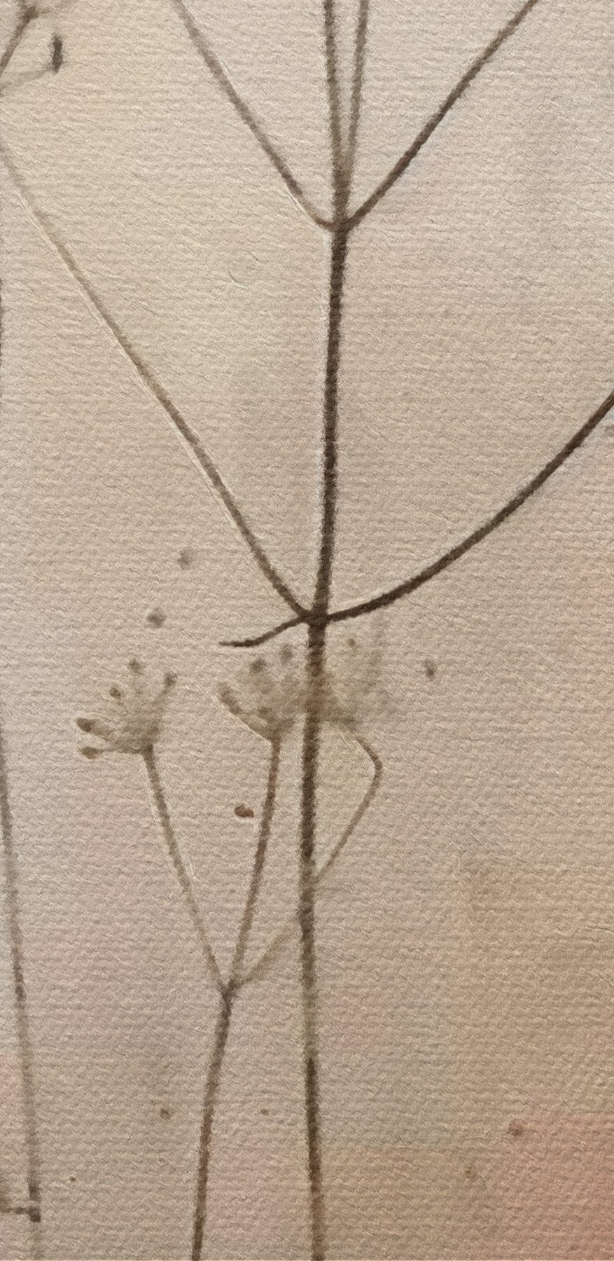 Plant met bloemen erop