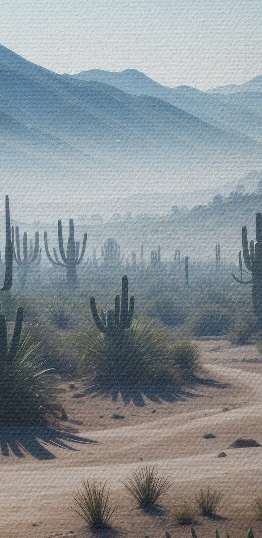 Cactus in een woestijn