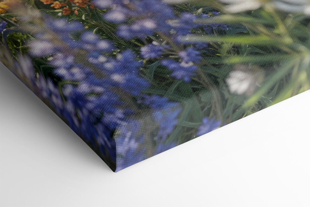 Field of colorful flowers Field of colorful flowers