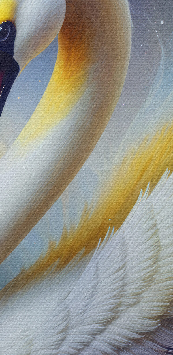 Witte zwaan met gele en blauwe veren Witte zwaan met gele en blauwe veren